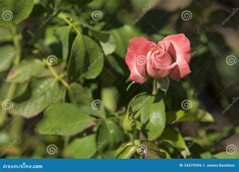 Pink Rosebud Starting To Open Stock Photos Free And Royalty Free Stock