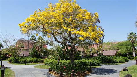 The mimosa tree is a. Spring spotted in Orlando's theme parks, look for the ...