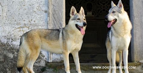 What Does A Coydog Look Like Dog Breeds Information