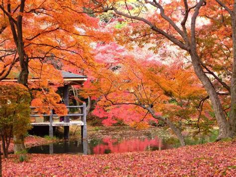 Kyoto Travel Kyoto Botanical Gardens Wow U Japan