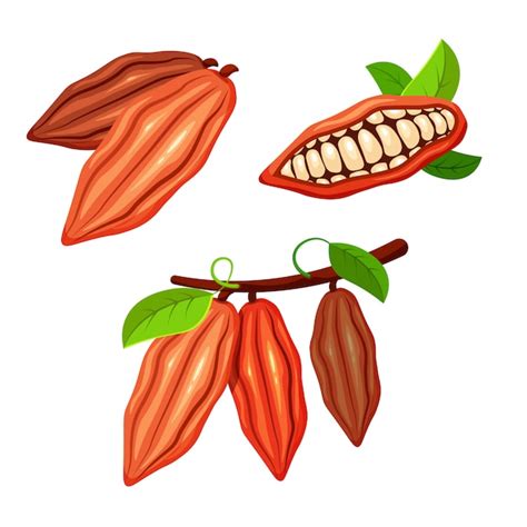 Conjunto De Granos De Cacao En Un Moderno Estilo De Dibujos Animados