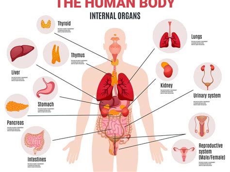 Ini Sistem Organ Tubuh Manusia Penjelasan Dan Fungsinya