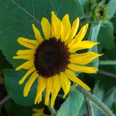Suntastic Sunflower Matches Seeds