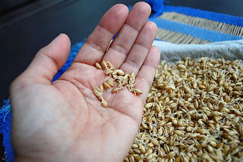 This bread is made of equal proportions of wheat floor, barley floor with yoghurt and other ingredients into flat rounds. MELLOW BAKERS: BEER BREAD WITH ROASTED BARLEY | Bewitching ...