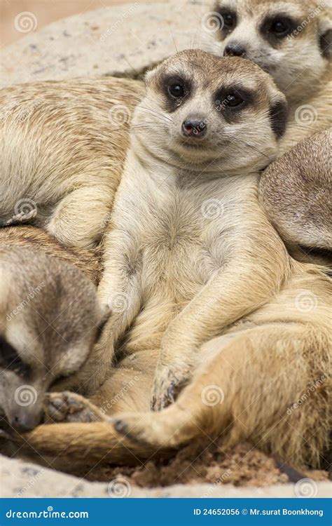 Meerkat Stock Photo Image Of Small Scared Hole Africa 24652056