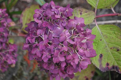Penny Mac Hydrangea For Sale At Maples N More Nursery