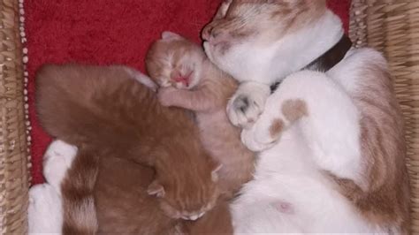 My Lovely Cat Gave Birth To Three Cute Kittens Youtube