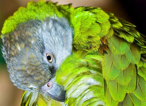 Free Images Branch Bird Wing Wildlife Green Beak Fauna