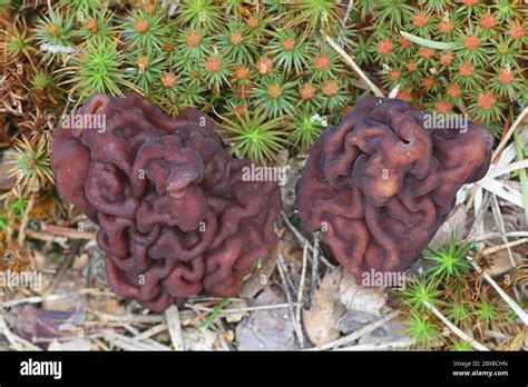 Gyromitra Esculenta Known As The False Morel Deadly Poisonous Fungus