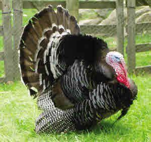 Posts both in english and turkish are welcome. Guide to Keeping Turkeys - Introduction & Turkey Breeds