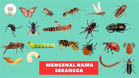 Belajar Mengenal Nama Nama Hewan Serangga Dalam Bahasa Indonesia Dan