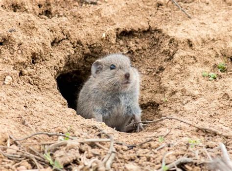 Rat Holes In Garden A Solution To Nightmare Tipspr