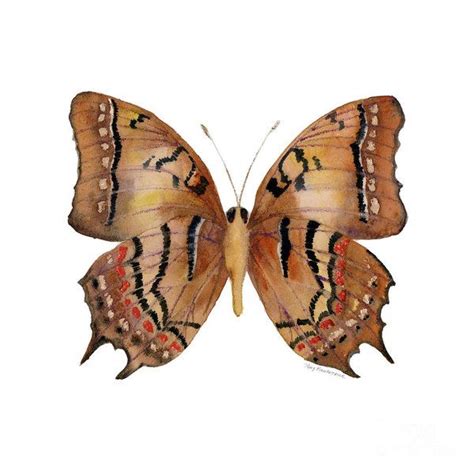 62 Galaxia Butterfly Print By Amy Kirkpatrick Butterfly Wall Art