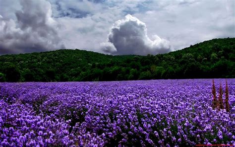 Landscapes Nature Lavender Purple Flowers Wallpaper 1680x1050