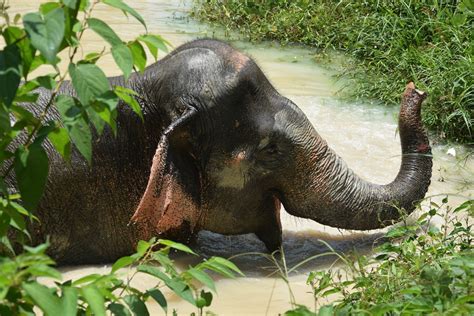 Best Time To See Elephant Sanctuaries In Phuket 2024 Roveme
