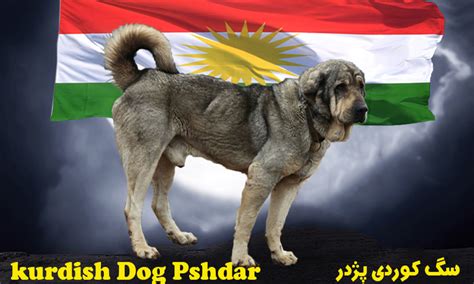 Iraq Kurdish Dog Breed Pshdar Dog Assyrian Shepherd Dog