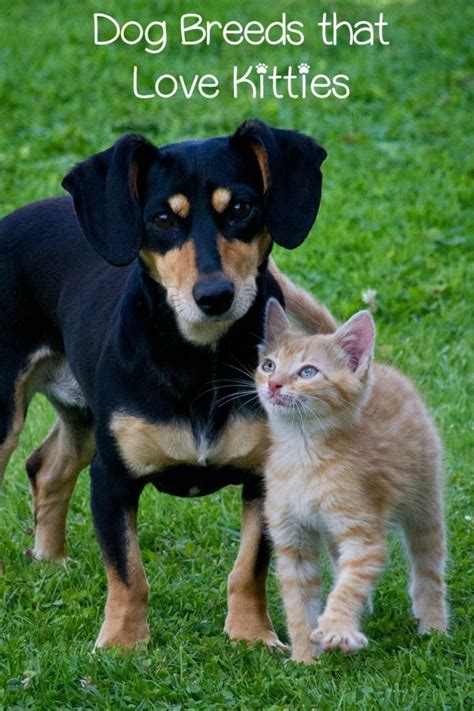 Cats get feline parvovirus, but we call it feline panleukopenia (fpl). Top Dog Breeds That Get Along with Cats | Dog Breeds | Top ...