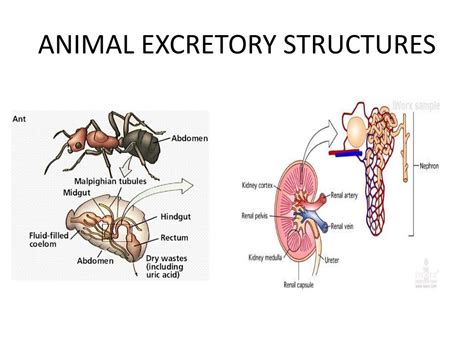 Ppt Chapter 38 Excretory System Powerpoint Presentation Free