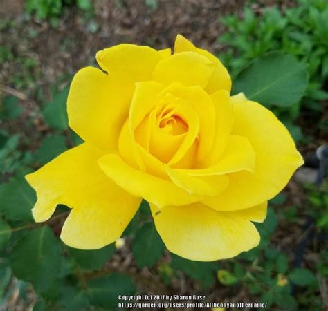 Rose Rosa Summer Sunshine In The Roses Database