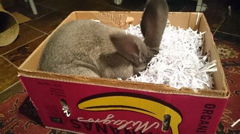 How To Make A Digging Box For Your Rabbit Pet Rabbit