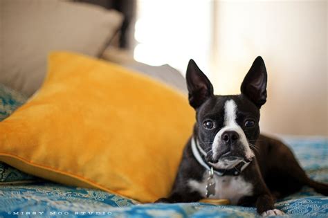 Pet Boudoir Pets Dogs And Puppies Boston Terrier