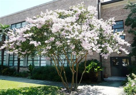 White Crepe Myrtle Crepe Myrtle Trees Plants Crepe Myrtle