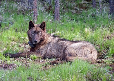 New Wolf Detected In Californias Modoc County Indybay