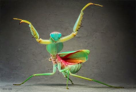 Image Testclod La Mante Religieuse Insects Praying Mantis Bugs