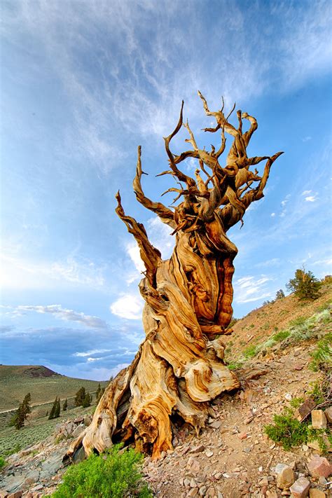 Methuselah The Oldest Known Tree In The World Is 4 850 Years Old