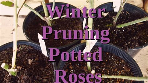 Winter Pruning Of Potted Roses Youtube