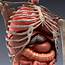 Image Showing Internal Organs In The Back / Realistic Human Body Model 