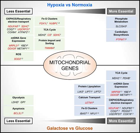 frontiers the contextual essentiality of mitochondrial genes in cancer