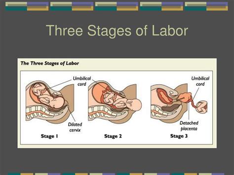 Ppt Chapter Prenatal Development And Birth Powerpoint Presentation