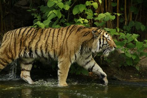 Siberian Tiger Tiger Wallpaper Tiger Bengal Tiger