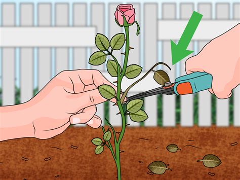 How To Propagate Roses A Comprehensive Guide Ihsanpedia