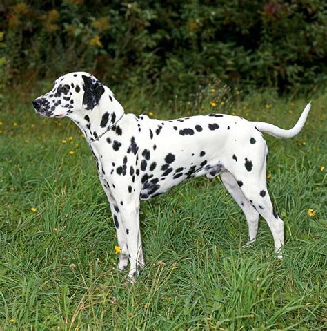 Dalmatian Dog Breed Information Pictures Characteristics And Facts