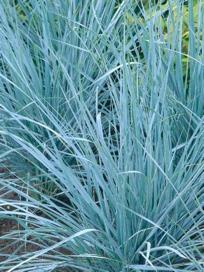 Blue Dune Leymus Grass Wheat Head Perennial Ornamental 1 Live Plant