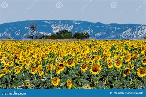 Field Of Sunflowers Against The Background Of Mountains In The Distance
