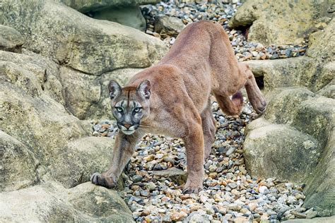 How To Handle A Wild Cougar Encounter Safely So You And The Animal