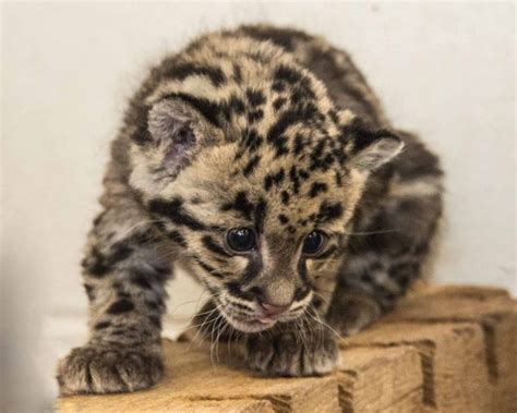 Update National Zoo Clouded Leopard Cubs Grow Up And Chow Down