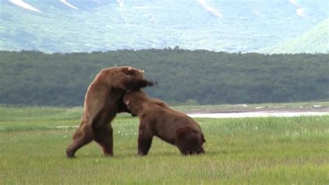 Grandpa Grizzly Bear Alaska