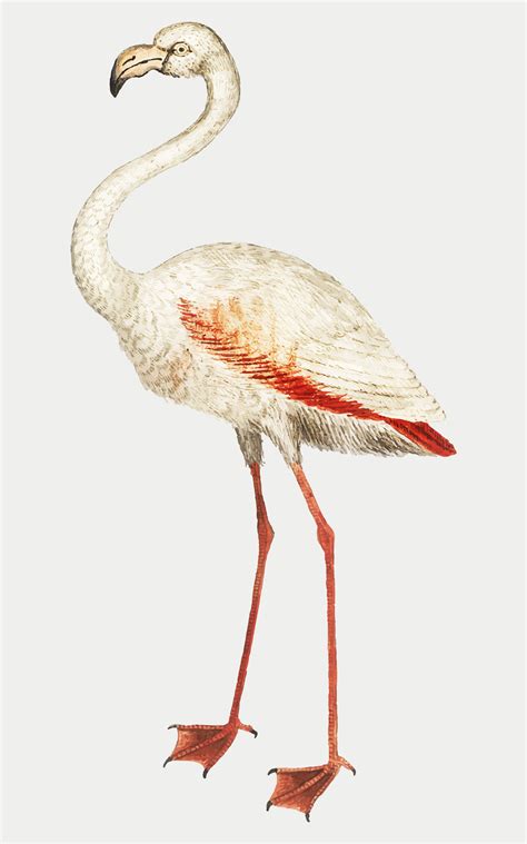 Flamingo In Vintage Style Download Free Vectors Clipart Graphics