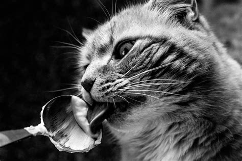 So, can cats eat yogurt? Can Cats Eat Yogurt | What You Need to Know - Pet Friendly ...