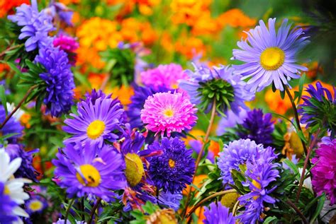 Gorgeous Flowers Images Gorgeous Flowers Wallpaper 247808