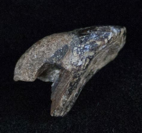 66 Juvenile Rooted Triceratops Tooth Montana For Sale 13391