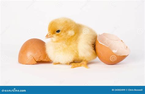 Freshly Hatched Chicken Stands By Egg Shells Stock Image Image Of