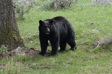 Black Bear Yellowstone National Park O Urso Negro é A Esp Flickr