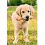 Golden Retriever Puppies 25 Cute Goldies  Talk To Dogs