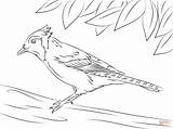 Jay Blue Coloring Pages Cute Printable Bird Template Kids Drawing Getdrawings Flying Categories sketch template