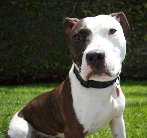 Adopted Mickey Pit Bull Terrieramerican Staffordshire Terrier